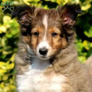 Brooke, Sheltie Puppy