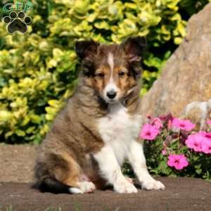 Brooke, Sheltie Puppy