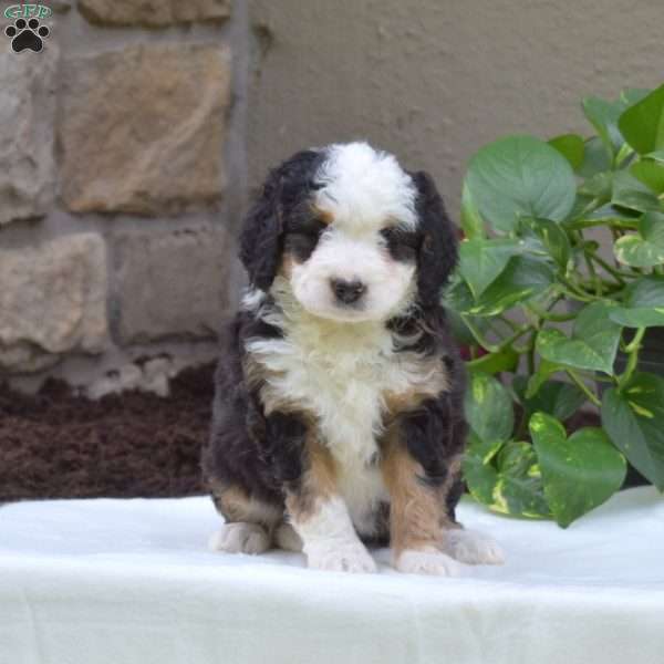 Brooklyn, Mini Bernedoodle Puppy