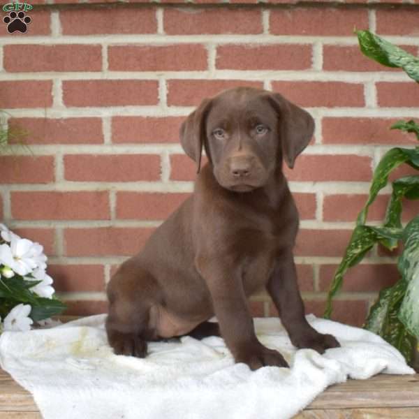Brooklyn, Chocolate Labrador Retriever Puppy