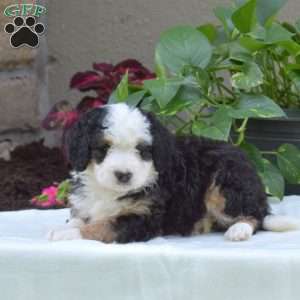 Brooklyn, Mini Bernedoodle Puppy