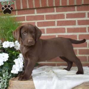 Brooklyn, Chocolate Labrador Retriever Puppy