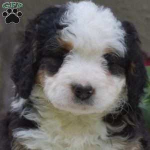 Brooklyn, Mini Bernedoodle Puppy