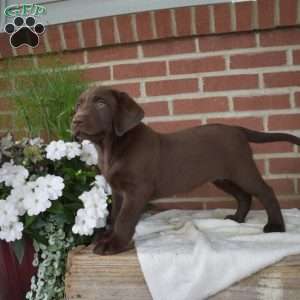 Brooklyn, Chocolate Labrador Retriever Puppy