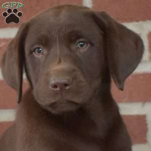 Brooklyn, Chocolate Labrador Retriever Puppy