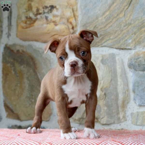 Brownie, Boston Terrier Puppy