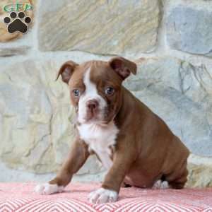Brownie, Boston Terrier Puppy
