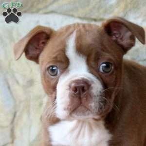 Brownie, Boston Terrier Puppy