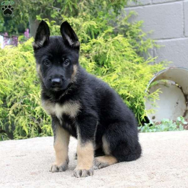 Bruce, German Shepherd Mix Puppy