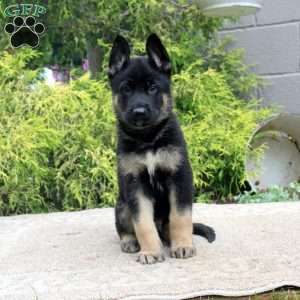 Bruce, German Shepherd Mix Puppy
