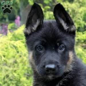 Bruce, German Shepherd Mix Puppy