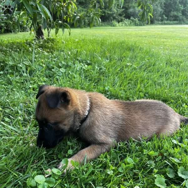 Brutus, Belgian Malinois Puppy