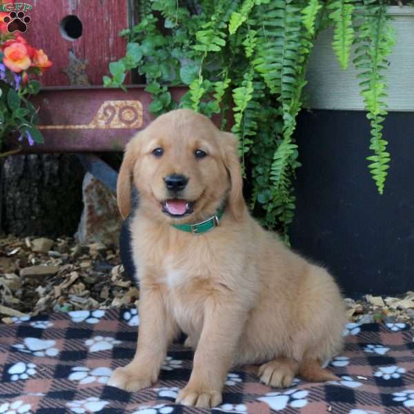 Bryce, Golden Retriever Puppy
