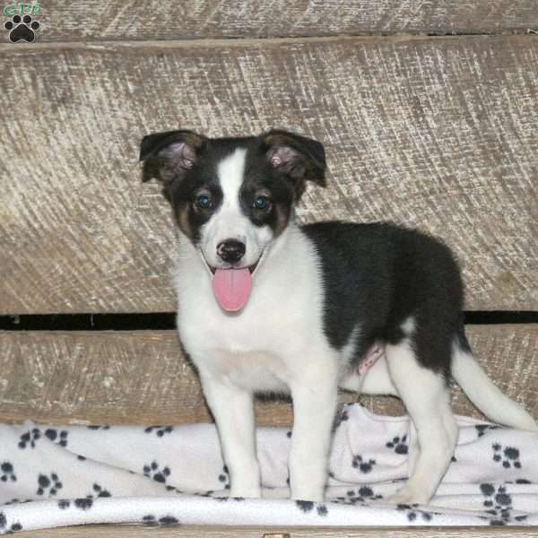 Bryce, Border Collie Mix Puppy