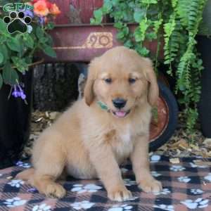 Bryce, Golden Retriever Puppy