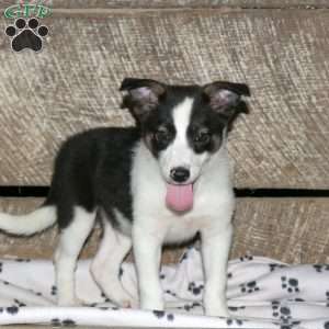 Bryce, Border Collie Mix Puppy