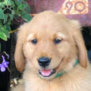 Bryce, Golden Retriever Puppy