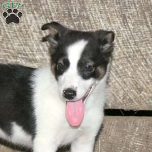 Bryce, Border Collie Mix Puppy