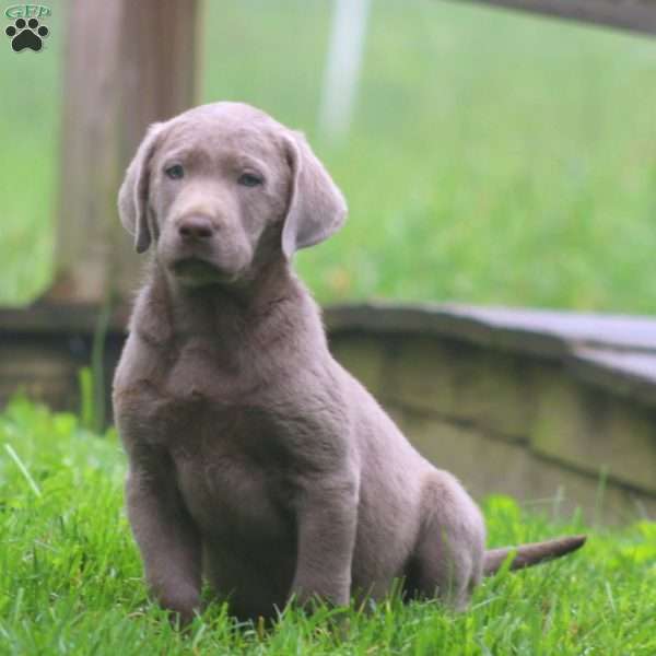Bryce, Labrador Mix Puppy