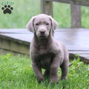 Bryce, Labrador Mix Puppy