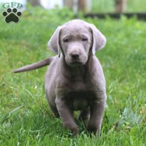 Bryce, Labrador Mix Puppy