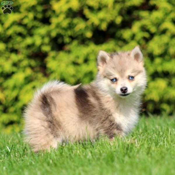 Bryson, Pomsky Puppy