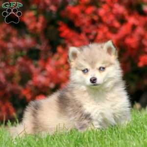 Bryson, Pomsky Puppy