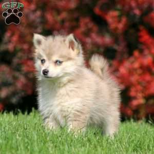 Bryson, Pomsky Puppy