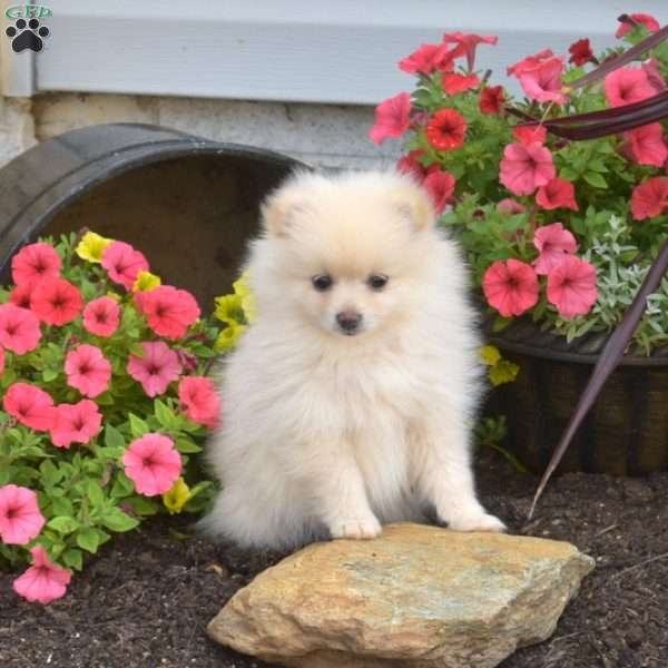 Bubbles, Pomeranian Puppy