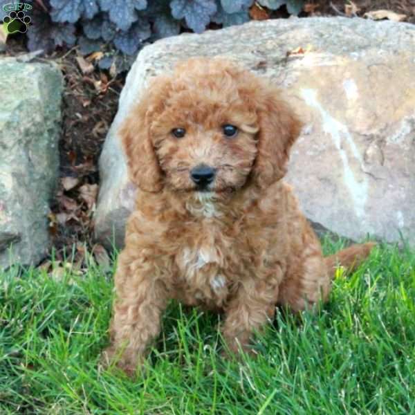Bubbles, Mini Labradoodle Puppy