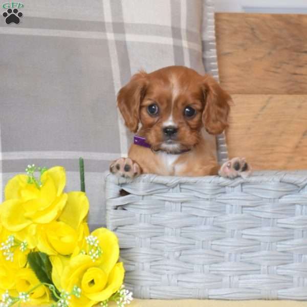 Bubbles, Cavalier King Charles Spaniel Puppy
