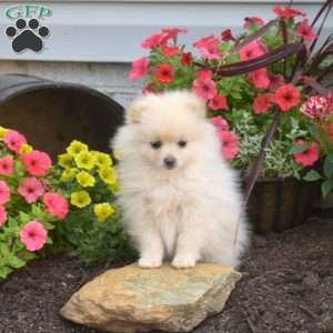 Bubbles, Pomeranian Puppy