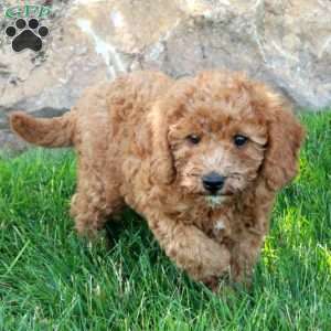 Bubbles, Mini Labradoodle Puppy