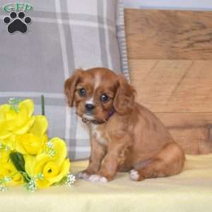 Bubbles, Cavalier King Charles Spaniel Puppy