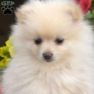 Bubbles, Pomeranian Puppy