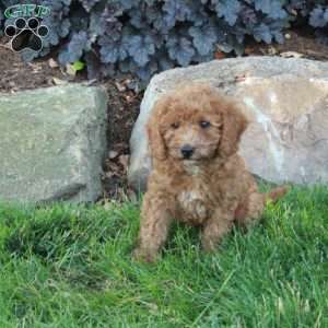 Bubbles, Mini Labradoodle Puppy