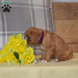Bubbles, Cavalier King Charles Spaniel Puppy