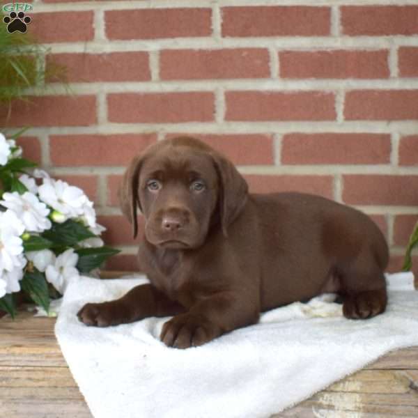 Buck, Chocolate Labrador Retriever Puppy