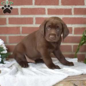 Buck, Chocolate Labrador Retriever Puppy