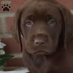 Buck, Chocolate Labrador Retriever Puppy