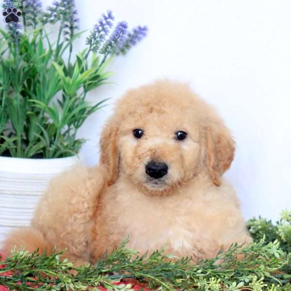 Bucky, Mini Goldendoodle Puppy
