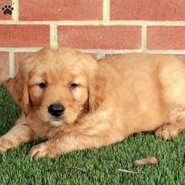 Bucky, Golden Retriever Puppy