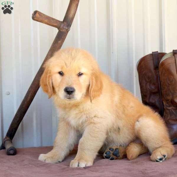Bucky, Golden Retriever Puppy