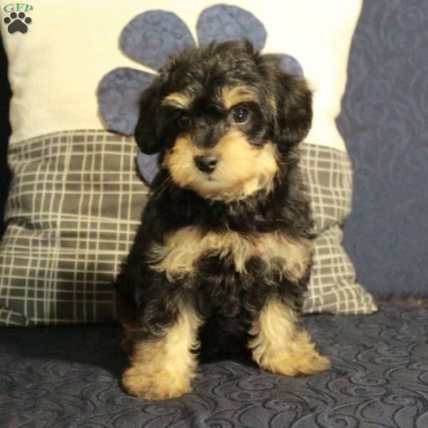 Bucky, Yorkie Poo Puppy