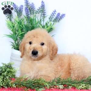Bucky, Mini Goldendoodle Puppy