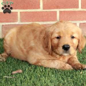 Bucky, Golden Retriever Puppy