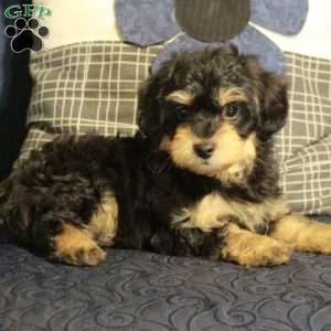 Bucky, Yorkie Poo Puppy
