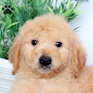 Bucky, Mini Goldendoodle Puppy