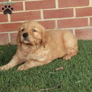 Bucky, Golden Retriever Puppy
