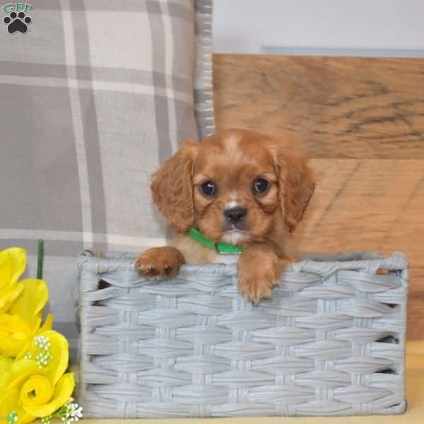 Buddy, Cavalier King Charles Spaniel Puppy